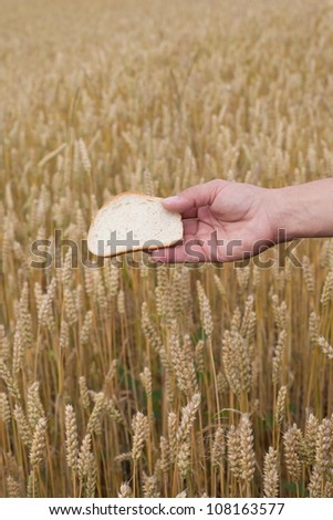Bread in human hand against wheat field.