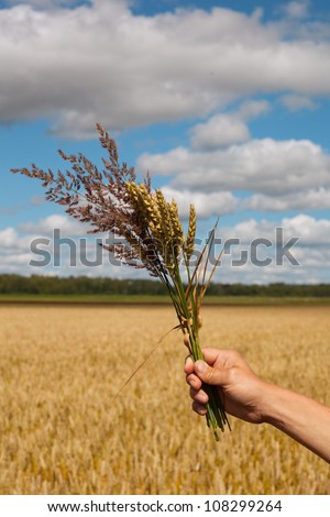 Ripe wheat spikes against wheat field.