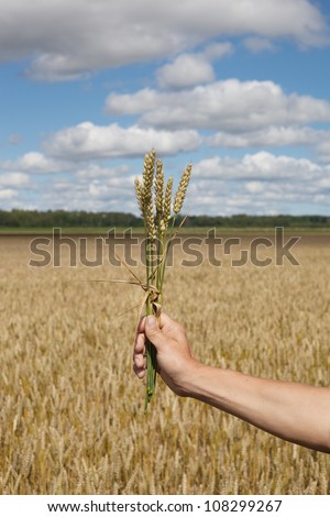 Ripe wheat spikes against wheat field.