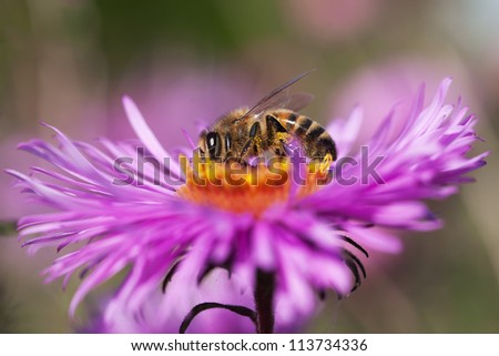 Single bee on flower.