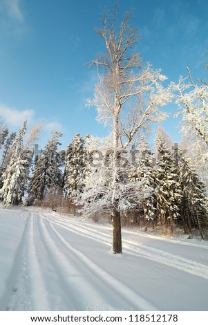 Fresh snow on trees in nice winter day.