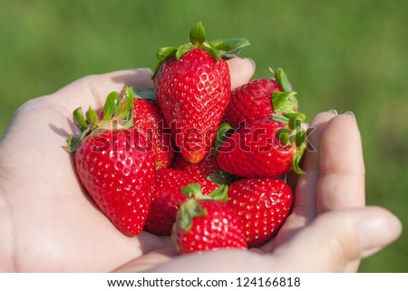 Fresh and ripe strawberries in hands.
