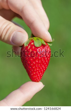 Fresh and ripe strawberry in hands.