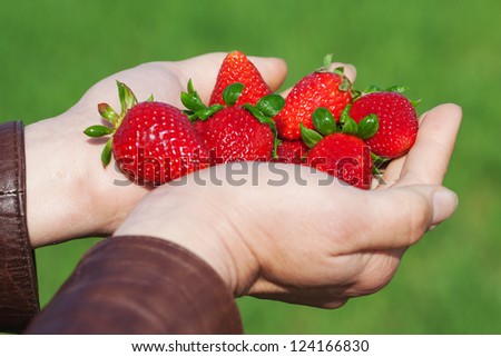 Fresh and ripe strawberries in hands.