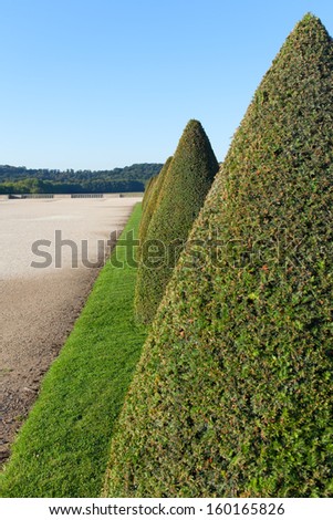 Conic hedge in Versailles garden, France.