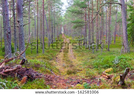 Straight path in young forest.