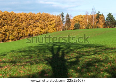 Tree shadow on green field in autumn time.