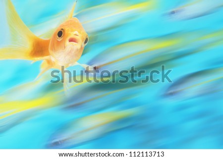 Gold fish swimming among other fish