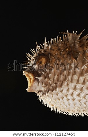 Puffer Fish Inflated