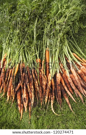 High angle view of carrots kept on grass