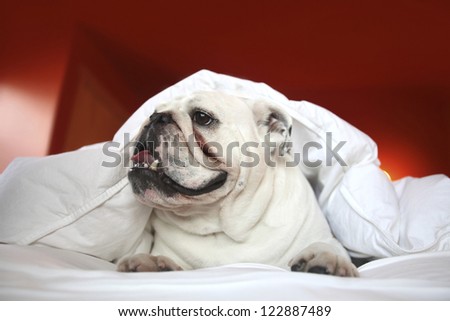 Bull Dog covered with white blanket at home