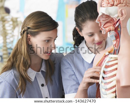 Teenage girls examining part of anatomical model in classroom