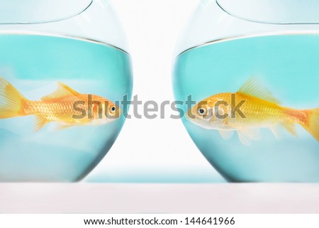 two goldfish facing each other in separate fish bowls studio shot