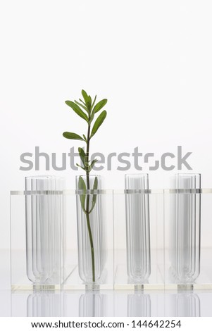 Plant in test tube with three empty test tubes