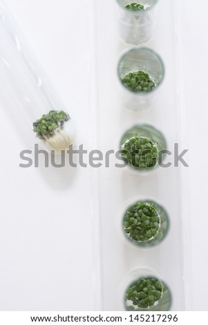 Cress seedlings growing in petri dishes view from above