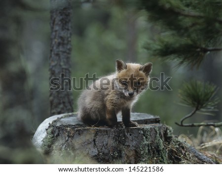Fox Cub Sitting On Tree Stump