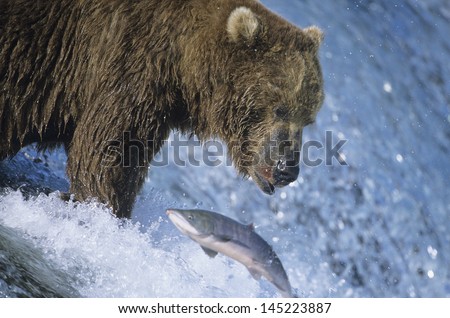 Grizzly bear swimming with fish in mouth
