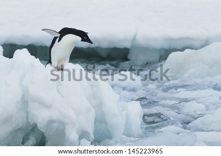 Penguin on iceberg
