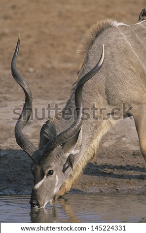 Antelope drinking from pond