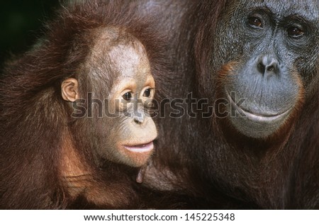 Orangutan with young close-up