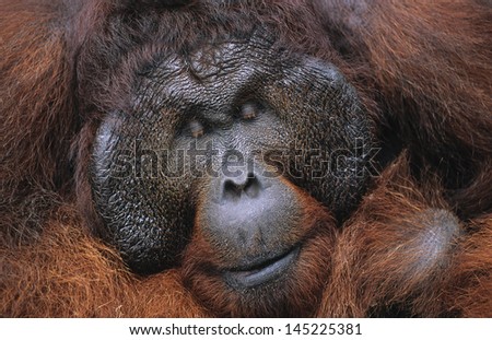 Male Orangutan resting close-up