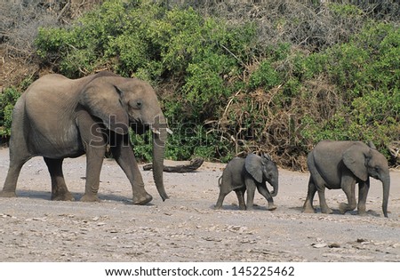 Three African Elephants (Loxodonta Africana) in a row