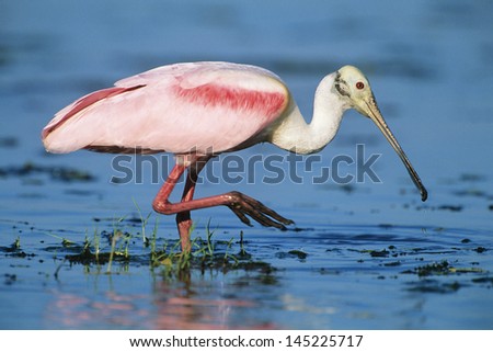 Ibis wading in water