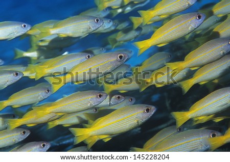 School of tropical fish in ocean