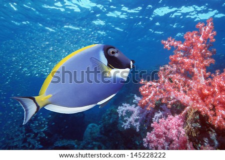 Blue Tang on coral reef