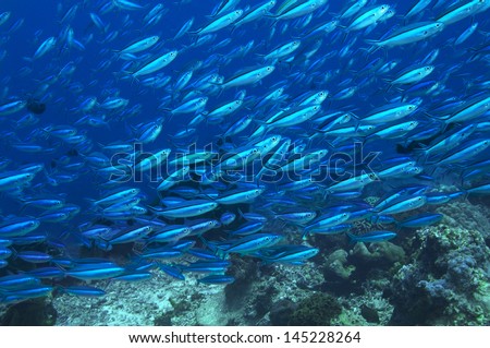 Large school of tropical fish in ocean