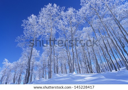 Frozen snow-covered trees low angle view
