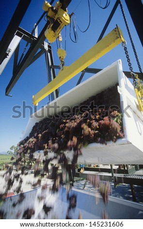 Wine grapes unloading into crusherYarra Valley Victoria Australia
