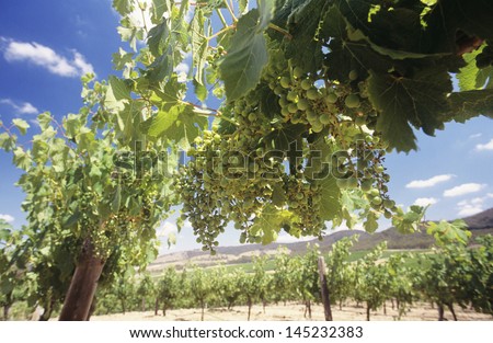Wine grapes on vines Central Victoria Australia