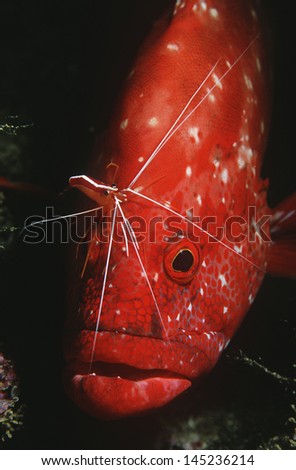 Mozambique Indian Ocean tomato rockcod (Cephalophlis sonnerati) being cleaned by cleaner shrimp (Lysmata amboinensis) close-up