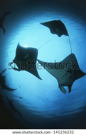 Raja Ampat Indonesia Pacific Ocean silhouettes of manta rays (Manta birostris) low angle view