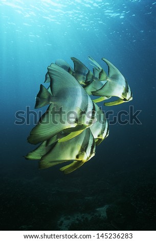 Raja Ampat Indonesia Pacific Ocean juvenile batfish (Platax teira) swimming under surface of ocean