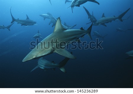 Aliwal Shoal Indian Ocean South Africa blacktip sharks (Carcharhinus limbatus) swimming in ocean