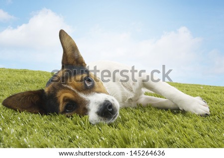 Jack Russell terrier lying on side on grass against the sky
