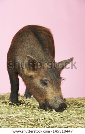 Closeup of a brown pig sniffing food on hay against pink background