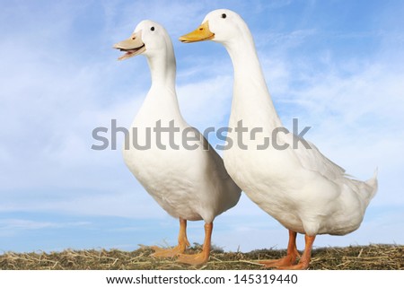 Side view of two geese standing against blue sky