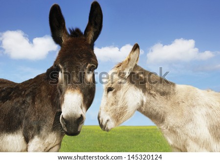 Closeup of white and brown donkeys in the field against sky