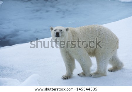 Polar Bear on Ice Yukon