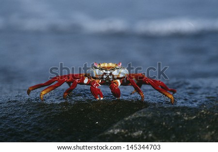 Ecuador Galapagos Islands Sally Lightfoot Crab on rock close up