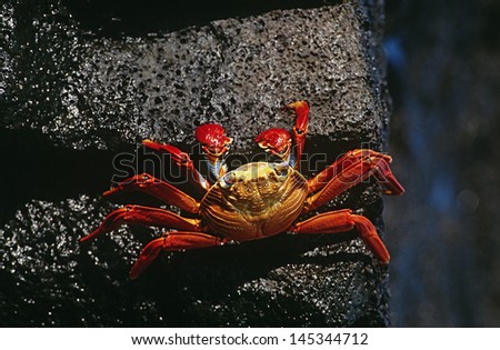 Ecuador Galapagos Islands Sally Lightfoot Crab on rock view from above