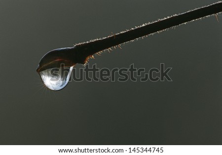 Dew droplet hanging on end of twig extreme close up