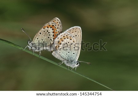 Two Common Buckeye butterflies mating side view