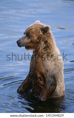 USA Alaska Katmai National Park Brown Bear in water