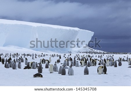 Emperor Penguin (Aptenodytes Forsteri) Colony And Iceberg