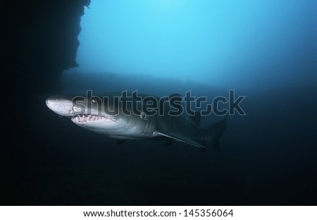 Sand tiger shark (carcharias taurus) underwater view