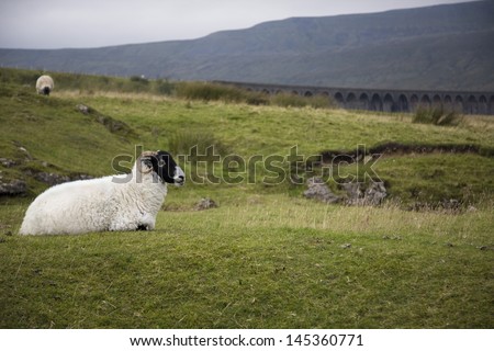 Sheep on pasture Yorkshire Dales Yorkshire England
